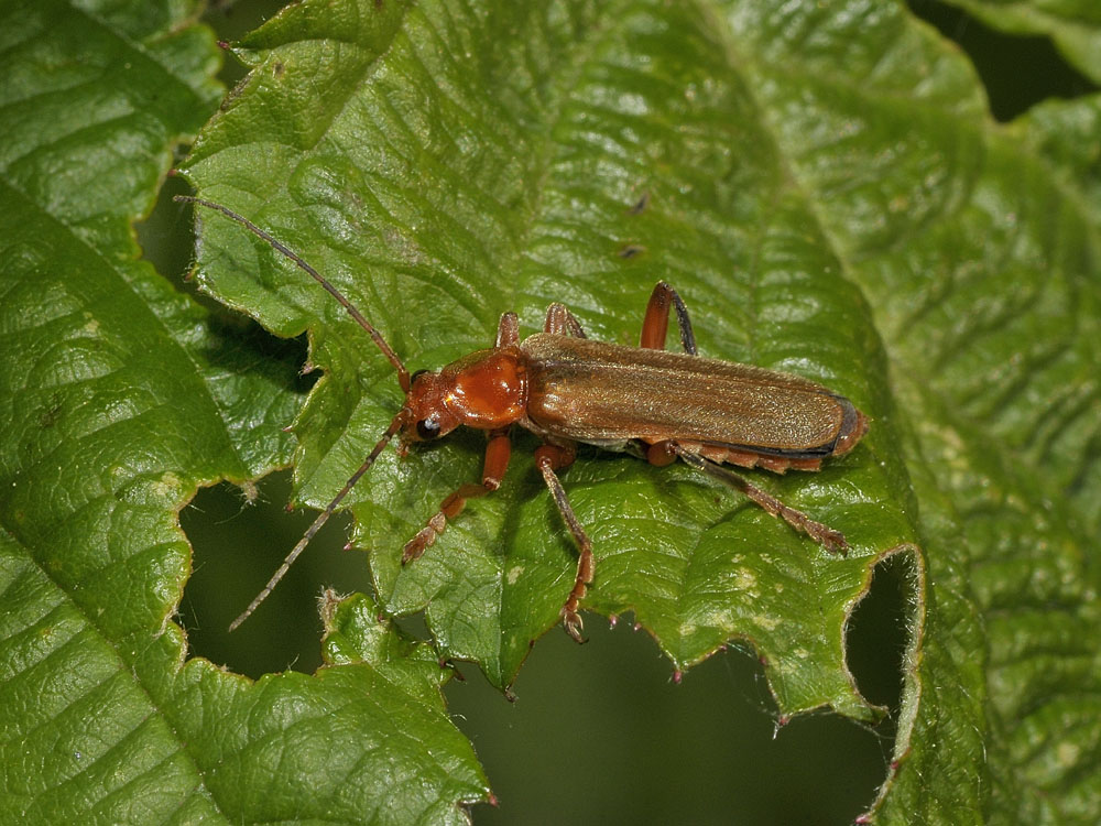 Cantharis pallida?